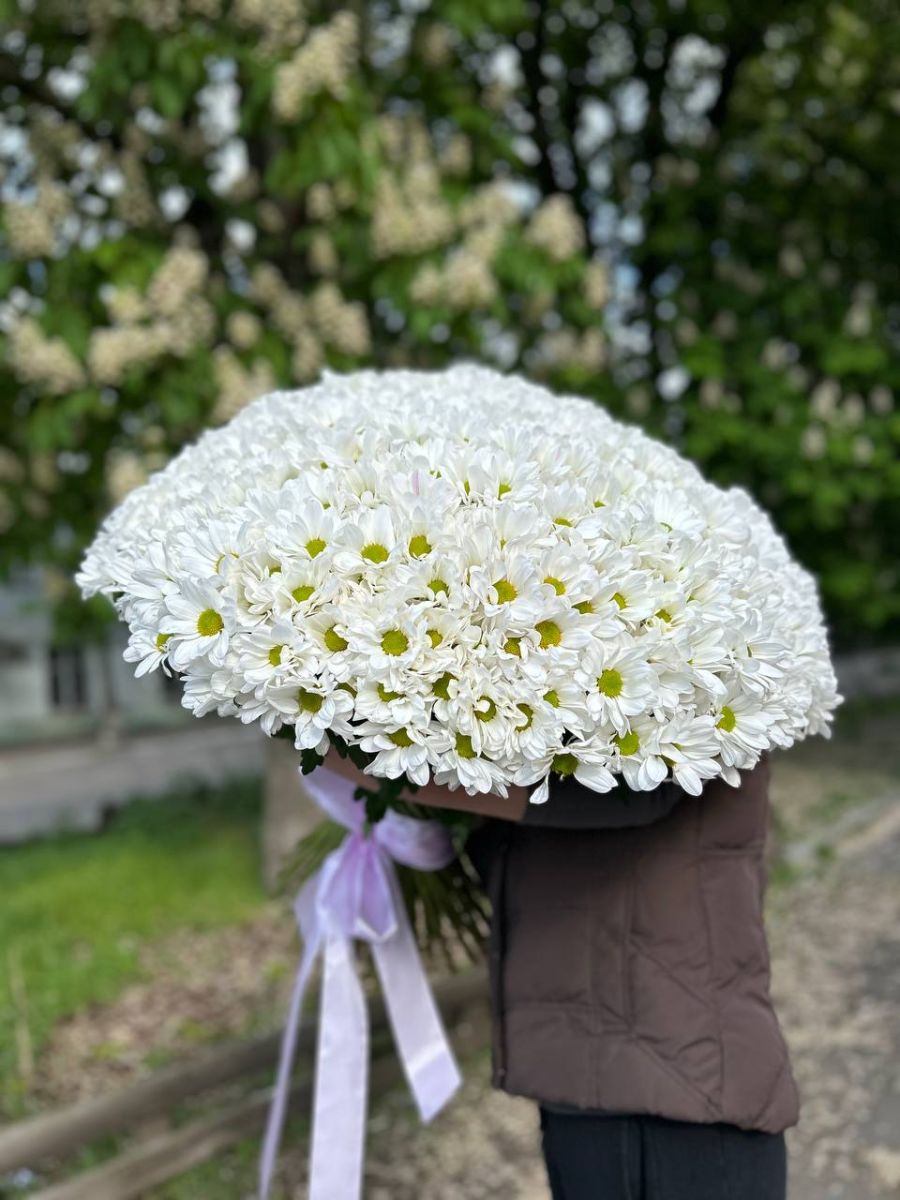 101 ромашкова хризантема