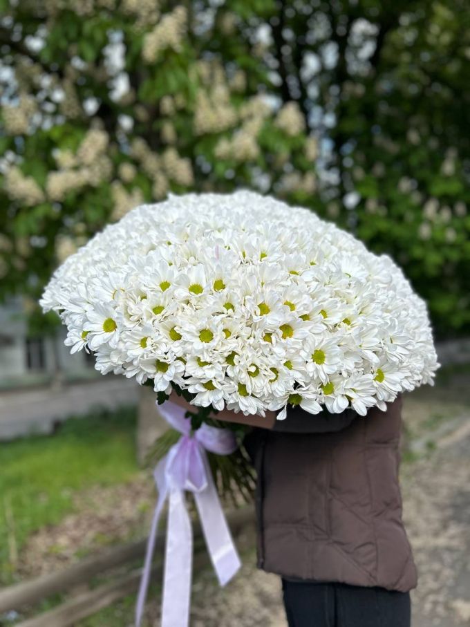 101 ромашкова хризантема